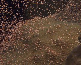 国家地理：大白鲨的长途冒险旅程海报