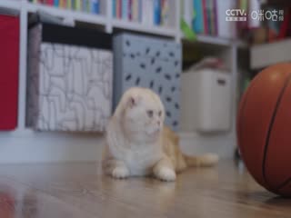 CBA常规赛第8轮 北京北汽VS深圳马可波罗 20231110（寇逸豪、周鹏）海报