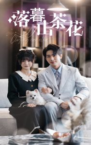 落幕山茶花海报