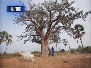 NBA常规赛 森林狼VS爵士 20250301海报