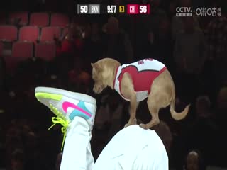 NBA常规赛 篮网VS公牛 20241203海报