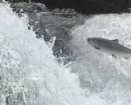 动物星球之解冻的生物海报