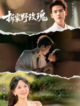 拆家野玫瑰海报